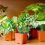 Easy Care Houseplants Set of 6 for Home