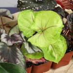 Easy Care Houseplants Set of 6 for Home