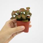 Easy Care Houseplants Set of 6 for Home