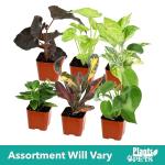 Easy Care Houseplants Set of 6 for Home