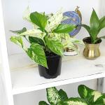 4-Pack Live Pothos Indoor House Plants