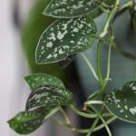 4-Pack Live Pothos Indoor House Plants