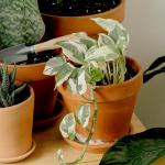 4-Pack Live Pothos Indoor House Plants