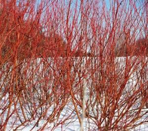 5 Red Twig Dogwood Shrubs/Bushes - (Red Osier) - 6-12" Tall Live Plants - Cornus sericea - (5 Pack)