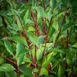 5 Red Twig Dogwood Shrubs/Bushes - (Red Osier) - 6-12" Tall Live Plants - Cornus sericea - (5 Pack)