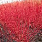 5 Red Twig Dogwood Shrubs/Bushes - (Red Osier) - 6-12" Tall Live Plants - Cornus sericea - (5 Pack)