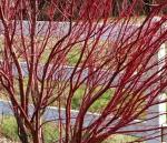 5 Red Twig Dogwood Shrubs/Bushes - (Red Osier) - 6-12" Tall Live Plants - Cornus sericea - (5 Pack)