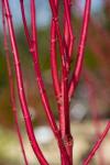 5 Red Twig Dogwood Shrubs/Bushes - (Red Osier) - 6-12" Tall Live Plants - Cornus sericea - (5 Pack)