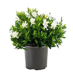 Frostproof Gardenia Shrub with White Blooms