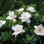 Frostproof Gardenia Shrub with White Blooms