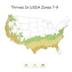 Frostproof Gardenia Shrub with White Blooms