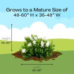 Frostproof Gardenia Shrub with White Blooms