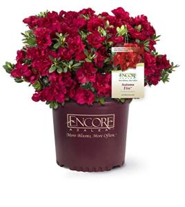 Encore Azalea Autumn Fire (3 Gallon) Red Double Blooms Flowering Dwarf Evergreen Shrub - Full Sun Live Outdoor