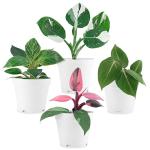 Philodendron Plant Live Exclusive Collection (4-Pack) – Rare Birkin, Gloriosum, Pink Princess & White Wizard in 2" Pot; Easy Care Indoor Plants Live Houseplants Decor for Home/Office/Garden