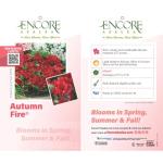 Encore Azalea Autumn Fire (3 Gallon) Red Double Blooms Flowering Dwarf Evergreen Shrub - Full Sun Live Outdoor
