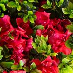 Encore Azalea Autumn Fire (3 Gallon) Red Double Blooms Flowering Dwarf Evergreen Shrub - Full Sun Live Outdoor