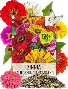 Seed Needs Zinnia Seeds California Giants Variety | 5,000+ Heirloom Seeds Zinnia Elegans Open Pollinated | Prolific Large Multicolor Blooms Makes a Great Cut Flower | Bulk