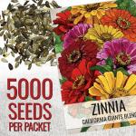 Seed Needs Zinnia Seeds California Giants Variety | 5,000+ Heirloom Seeds Zinnia Elegans Open Pollinated | Prolific Large Multicolor Blooms Makes a Great Cut Flower | Bulk