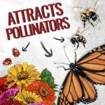 Seed Needs Zinnia Seeds California Giants Variety | 5,000+ Heirloom Seeds Zinnia Elegans Open Pollinated | Prolific Large Multicolor Blooms Makes a Great Cut Flower | Bulk