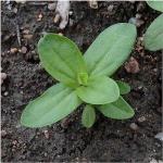 Seed Needs Zinnia Seeds California Giants Variety | 5,000+ Heirloom Seeds Zinnia Elegans Open Pollinated | Prolific Large Multicolor Blooms Makes a Great Cut Flower | Bulk