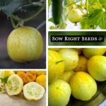 Sow Right Seeds - Lemon Cucumber Seeds for Planting - Non-GMO Heirloom Seeds with Instructions to Plant and Grow a Home Vegetable Garden - Unique Round Variety with Melon Flavor for Outdoors (1)