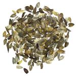 Seed Needs Zinnia Seeds California Giants Variety | 5,000+ Heirloom Seeds Zinnia Elegans Open Pollinated | Prolific Large Multicolor Blooms Makes a Great Cut Flower | Bulk