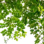 Jobe’s Slow Release Tree and Shrub Fertilizer Spikes, Easy Plant Care for Oak, Maple, Dogwood, Boxwood, and Many More Acid Loving Trees and Shrubs, 5 Count