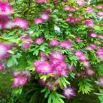 Heirloom Silk Tree Seeds 80pcs - Non-GMO Flowering Tree, Fragrant Blooms Attract Bees & Butterflies, Hardy for Home Garden