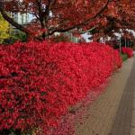 5 Dwarf Burning Bushes - 6-12" Tall Live Plants - Compact Red Shrubs - Hardy Seedlings - Euonymus alatus - (5 Pack)