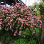 Heirloom Silk Tree Seeds 80pcs - Non-GMO Flowering Tree, Fragrant Blooms Attract Bees & Butterflies, Hardy for Home Garden