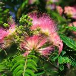 Heirloom Silk Tree Seeds 80pcs - Non-GMO Flowering Tree, Fragrant Blooms Attract Bees & Butterflies, Hardy for Home Garden