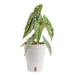 Indoor Begonia Maculata Plant in White Pot