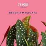 Indoor Begonia Maculata Plant in White Pot