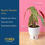 Indoor Begonia Maculata Plant in White Pot