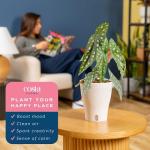 Indoor Begonia Maculata Plant in White Pot