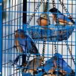Squirrel-Proof Metal Bird Feeder for Bluebirds