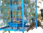 Squirrel-Proof Metal Bird Feeder for Bluebirds