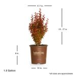 Orange Rocket Barberry Shrub - 2 Gallon Pot