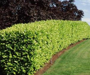 2 Carolina Cherry Laurel Shrubs - 4-6" Tall Live Plants - 3" Pots - Laurel Bush/Hedge Seedlings - Prunus caroliniana - (2 Pack)