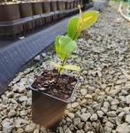 2 Carolina Cherry Laurel Shrubs - 4-6" Tall Live Plants - 3" Pots - Laurel Bush/Hedge Seedlings - Prunus caroliniana - (2 Pack)