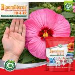 BloomBiscus® Hibiscus Plant Food 10-4-12 Fertilizer - Made in USA - for Bird of Paradise, Angel Trumpets, Plumeria, Bromeliads, Canna Lily, Heliconia, Ixora, & Flowering Tropicals!