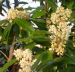 2 Carolina Cherry Laurel Shrubs - 4-6" Tall Live Plants - 3" Pots - Laurel Bush/Hedge Seedlings - Prunus caroliniana - (2 Pack)