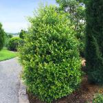 2 Carolina Cherry Laurel Shrubs - 4-6" Tall Live Plants - 3" Pots - Laurel Bush/Hedge Seedlings - Prunus caroliniana - (2 Pack)