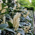 2 Carolina Cherry Laurel Shrubs - 4-6" Tall Live Plants - 3" Pots - Laurel Bush/Hedge Seedlings - Prunus caroliniana - (2 Pack)