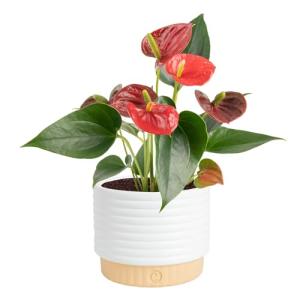 Costa Farms Anthurium, Live Indoor House Plant with Red Flowers, Easy to Care for in Modern Plant Pot, 12-Inches Tall, Housewarming Gift, Room Decor