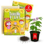 TickleMe Plant Seeds for Indoor Planting (2-Pack) – Touch-Sensitive Plant That Closes Leaves When Touched – Easy Indoor House Plant Seeds – Fun Educational Activity for Kids & Adults