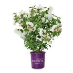 First Editions 2 Gal. Openin Day Viburnum Shrub