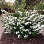 First Editions 2 Gal. Openin Day Viburnum Shrub