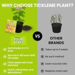 TickleMe Plant Seeds for Indoor Planting (2-Pack) – Touch-Sensitive Plant That Closes Leaves When Touched – Easy Indoor House Plant Seeds – Fun Educational Activity for Kids & Adults