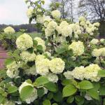 First Editions 2 Gal. Openin Day Viburnum Shrub